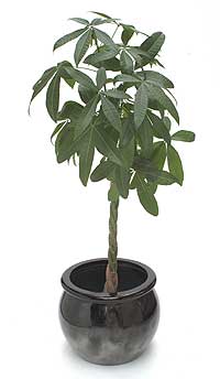 شاه بلوط گویان